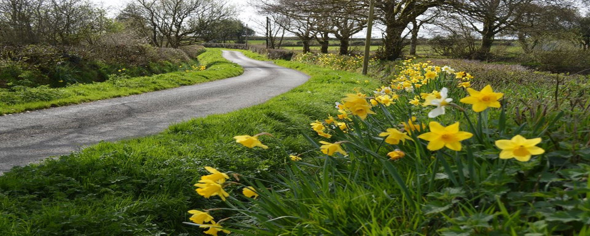 Road side Daffodills